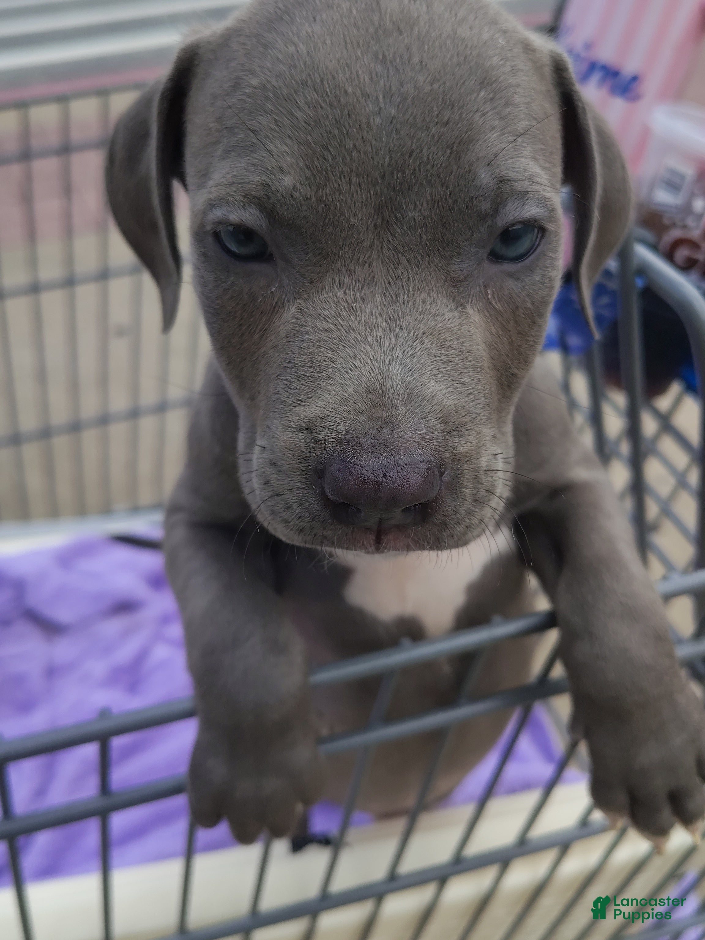 American Staffordshire Terrier dogs American Staffordshire Terrier 1 - Ad 19