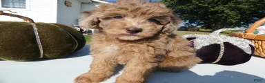 Toy Poodle 2 Carmalmaciato