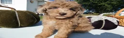 Toy Poodle dogs for sale: Toy Poodle 2 Carmalmaciato - Ad 1