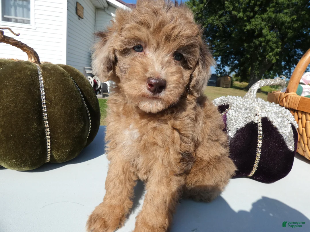 Toy Poodle dogs for sale: Toy Poodle 2 Carmalmaciato - Ad 1