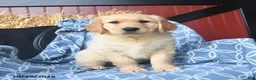 Golden Retriever dogs for sale: Orchard  - Ad 1