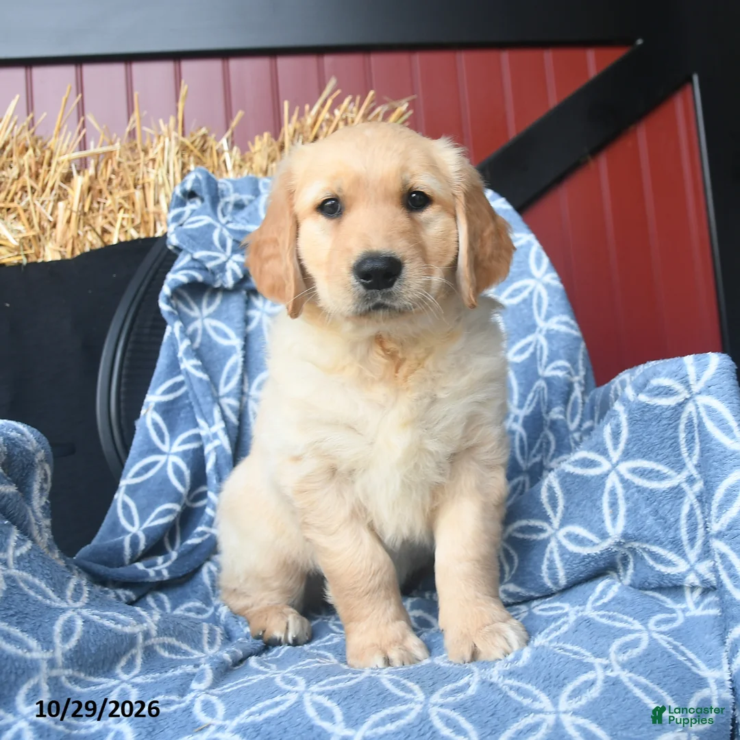 Golden Retriever dogs for sale: Orchard  - Ad 1