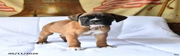 Boxer dogs for sale: Bailey - Ad 2
