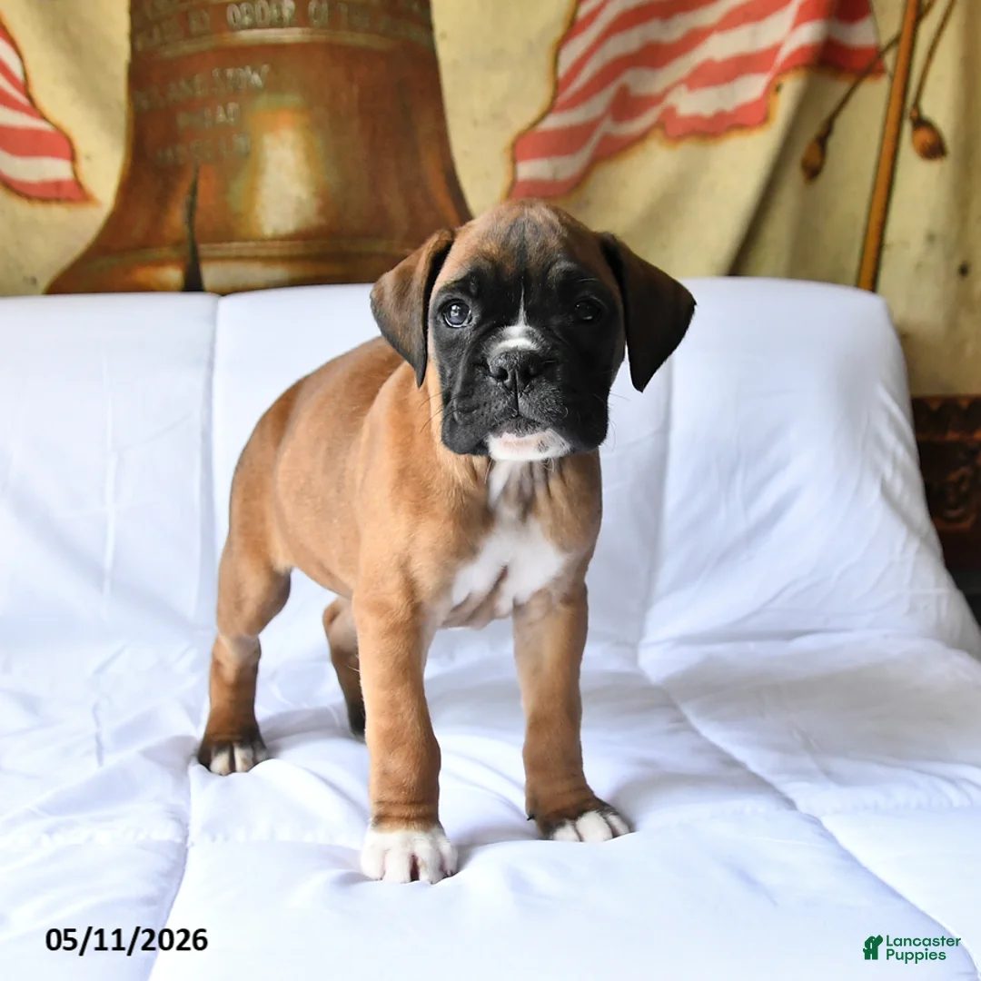 Boxer dogs for sale: Bailey - Ad 2
