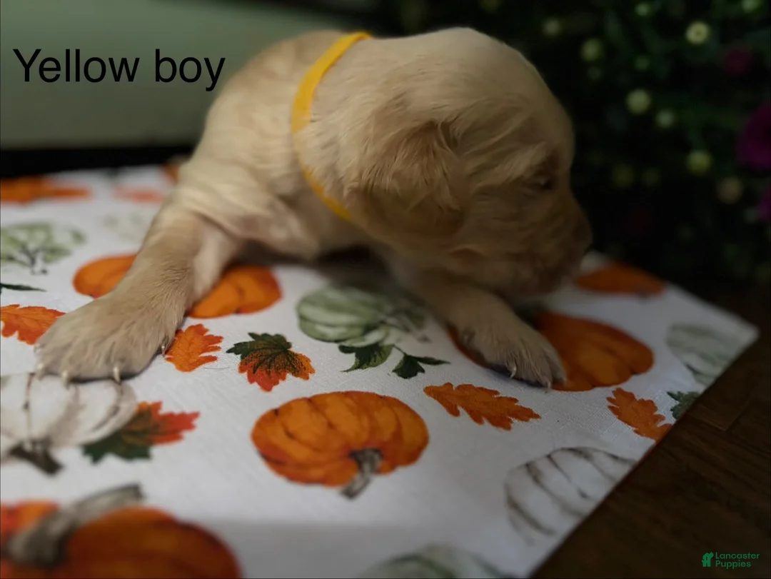 Golden Retriever dogs for sale: Yellow boy - Ad 1