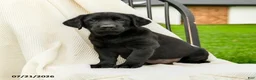 Labrador Retriever dogs for sale: Loretta - Ad 3