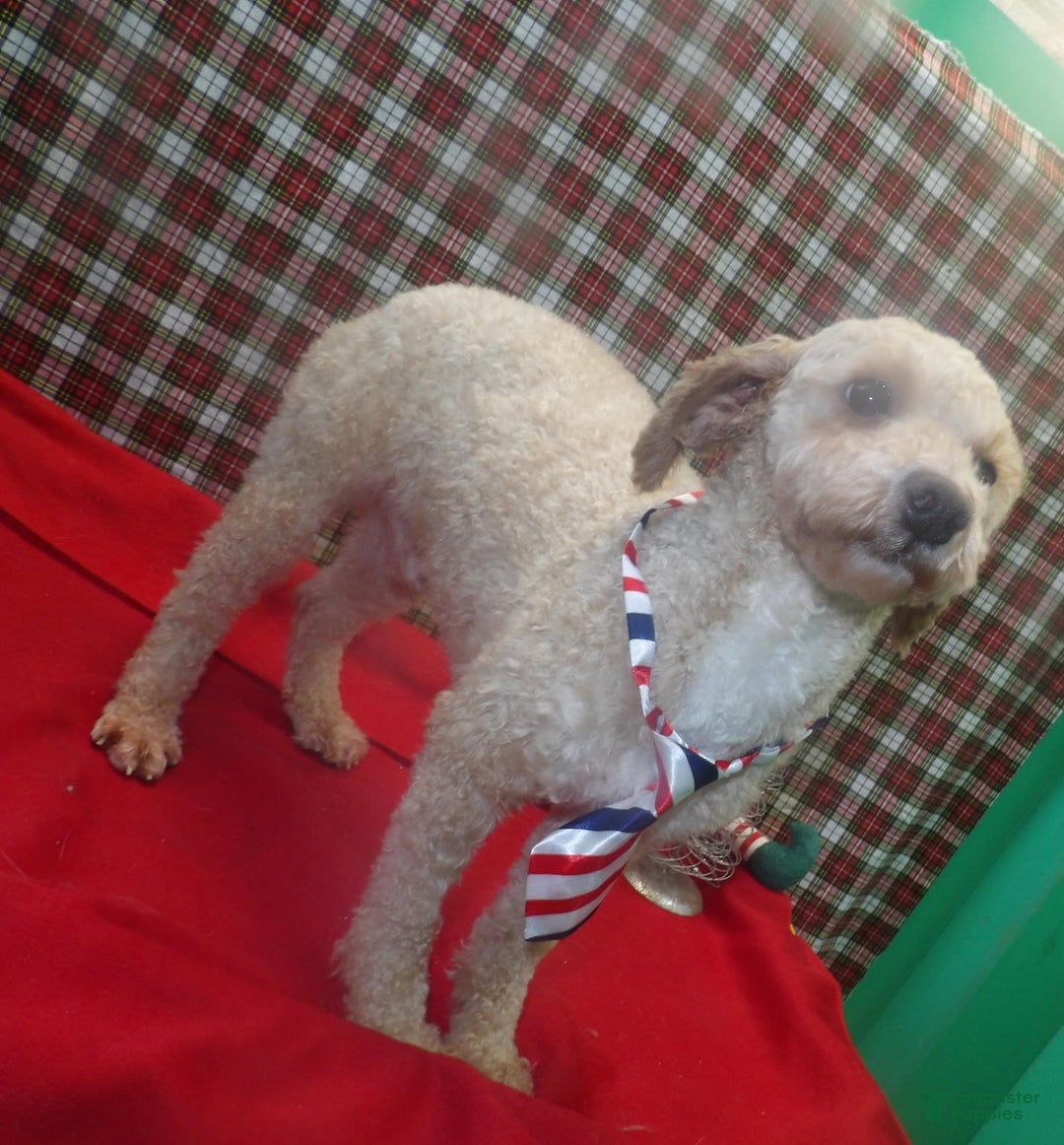 Bichpoo dogs for sale: Mike - Ad 5