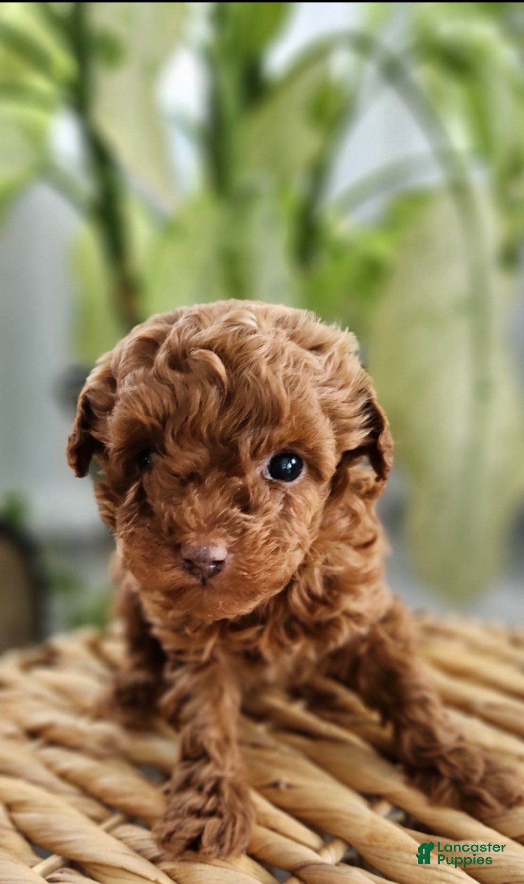 Toy Poodle dogs for sale: Teacup Thomas-AKC GENETICALLY TESTED - Ad 5
