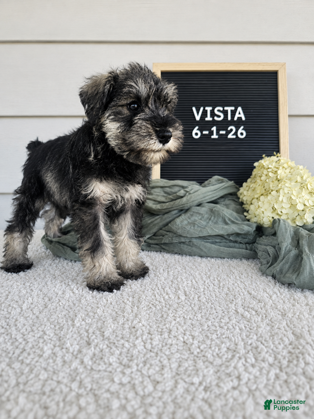 Miniature Schnauzer dogs Crista - Ad 2