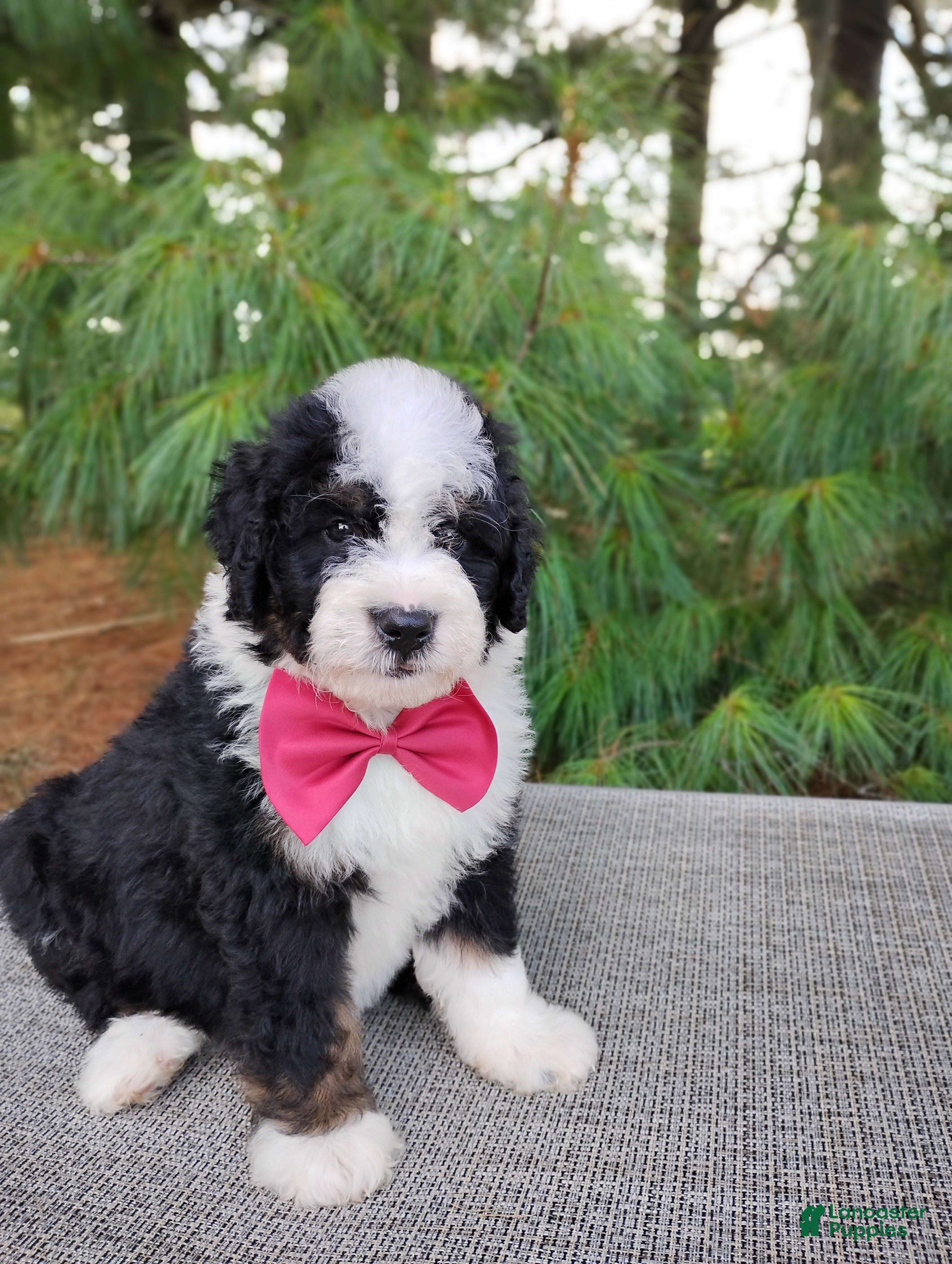 Bernedoodle dogs Toffee  - Ad 2