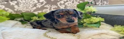 Miniature Dachshund dogs for sale: Elsie - Ad 3