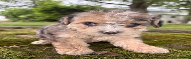 Dougie-F1B-CorgiPoo Merle