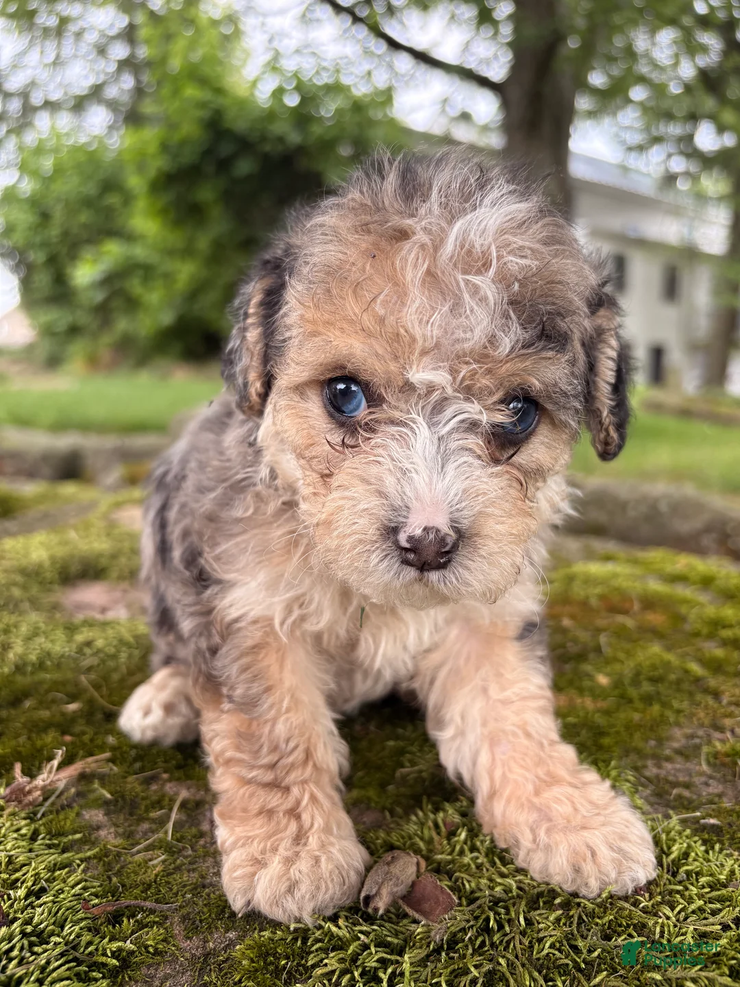 Corgipoo dogs for sale: Dougie-F1B-CorgiPoo Merle - Ad 1