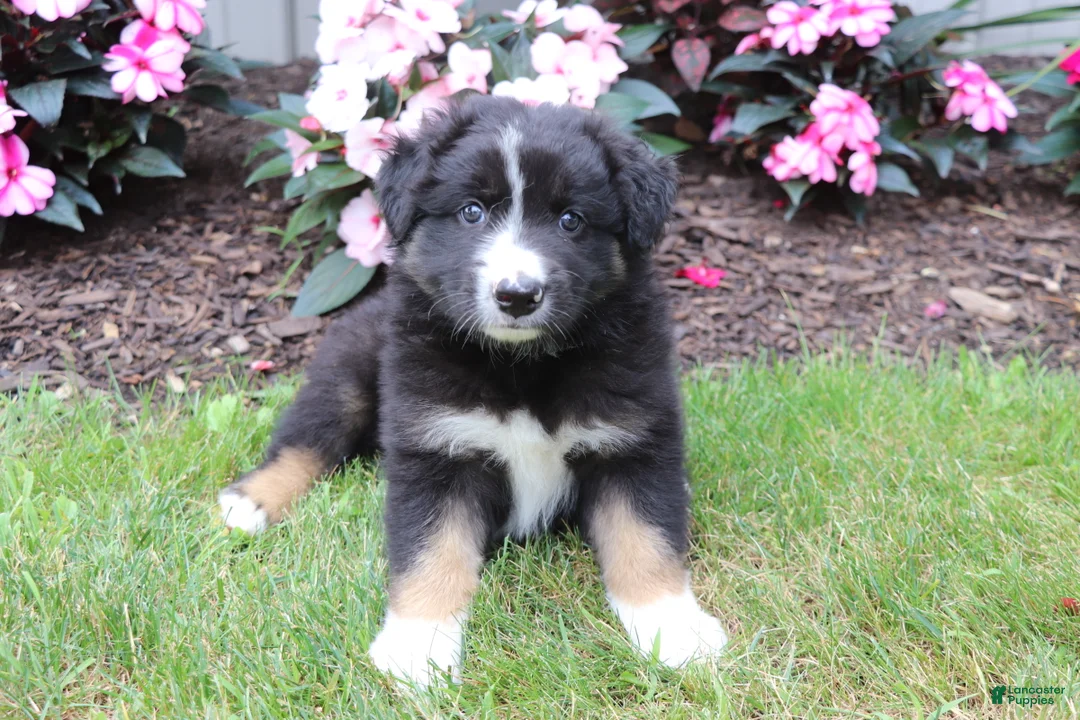 Australian Shepherd dogs for sale: Smokey - Ad 4