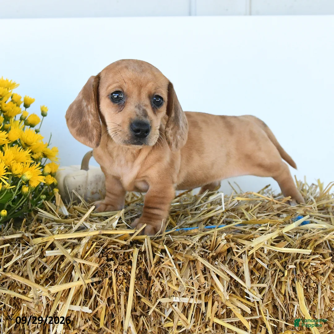 Miniature Dachshund dogs for sale: Belle - Ad 2
