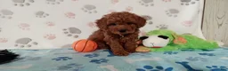 Toy Poodle dogs for sale: Ace  - Ad 1