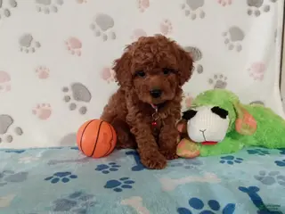 Toy Poodle dogs for sale: Ace - Ad 4