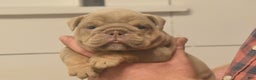 English Bulldog dogs for sale: Coach - Ad 1