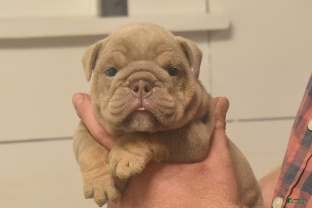 English Bulldog dogs for sale: Coach - Ad 1