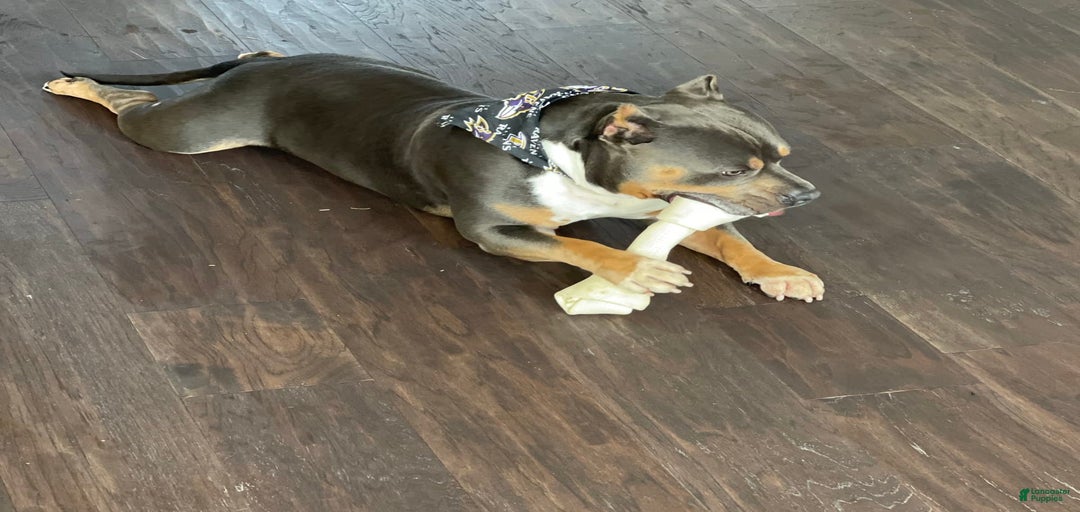 Gallery Image {{count}}