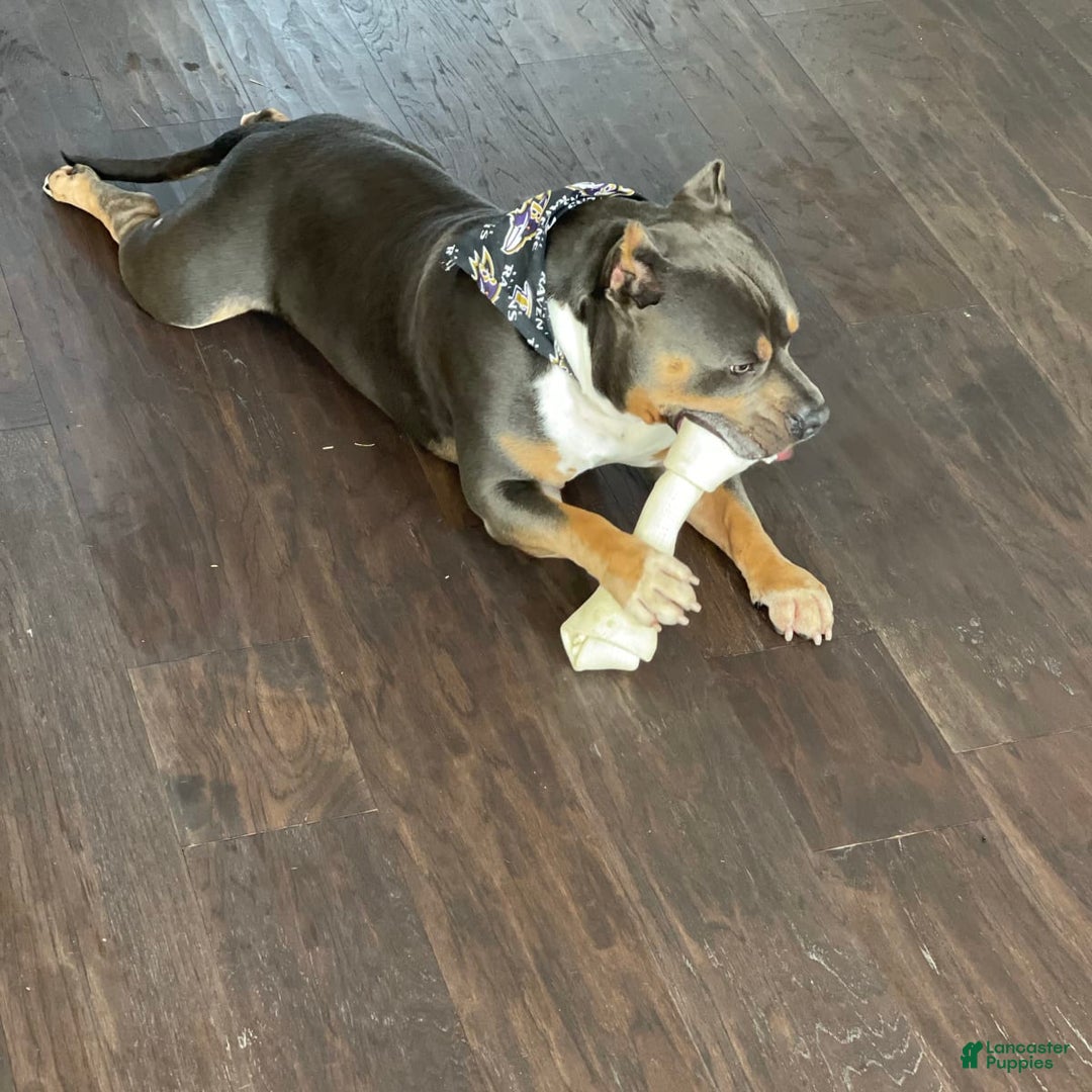 Gallery Image {{count}}