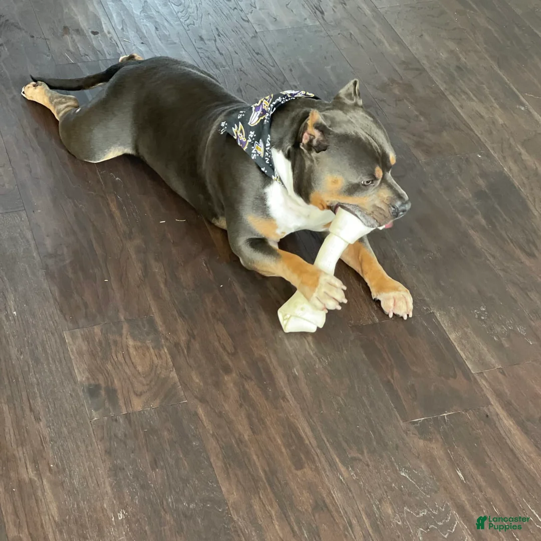 Gallery Image {{count}}