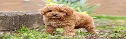 Maltipoo dogs for sale: Brittany - Ad 6