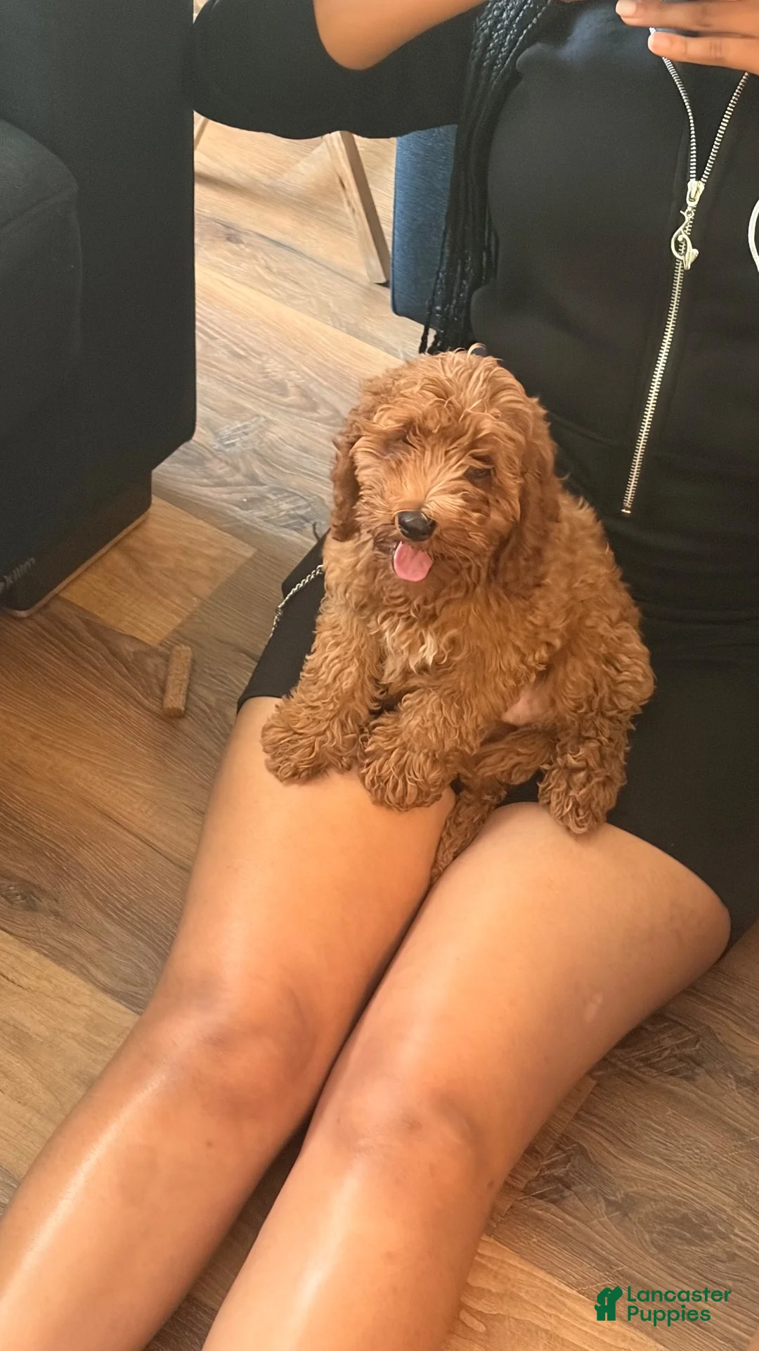Cockapoo dogs for sale: Cockapoo 1 - Ad 1