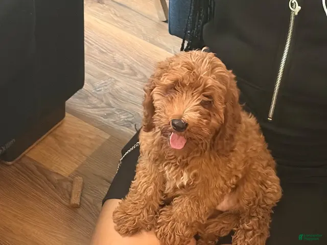 Cockapoo dogs for sale: Cockapoo 1 - Ad 32