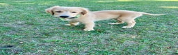 Golden Retriever dogs for sale: Golden Retriever Puppy 2 - Ad 3