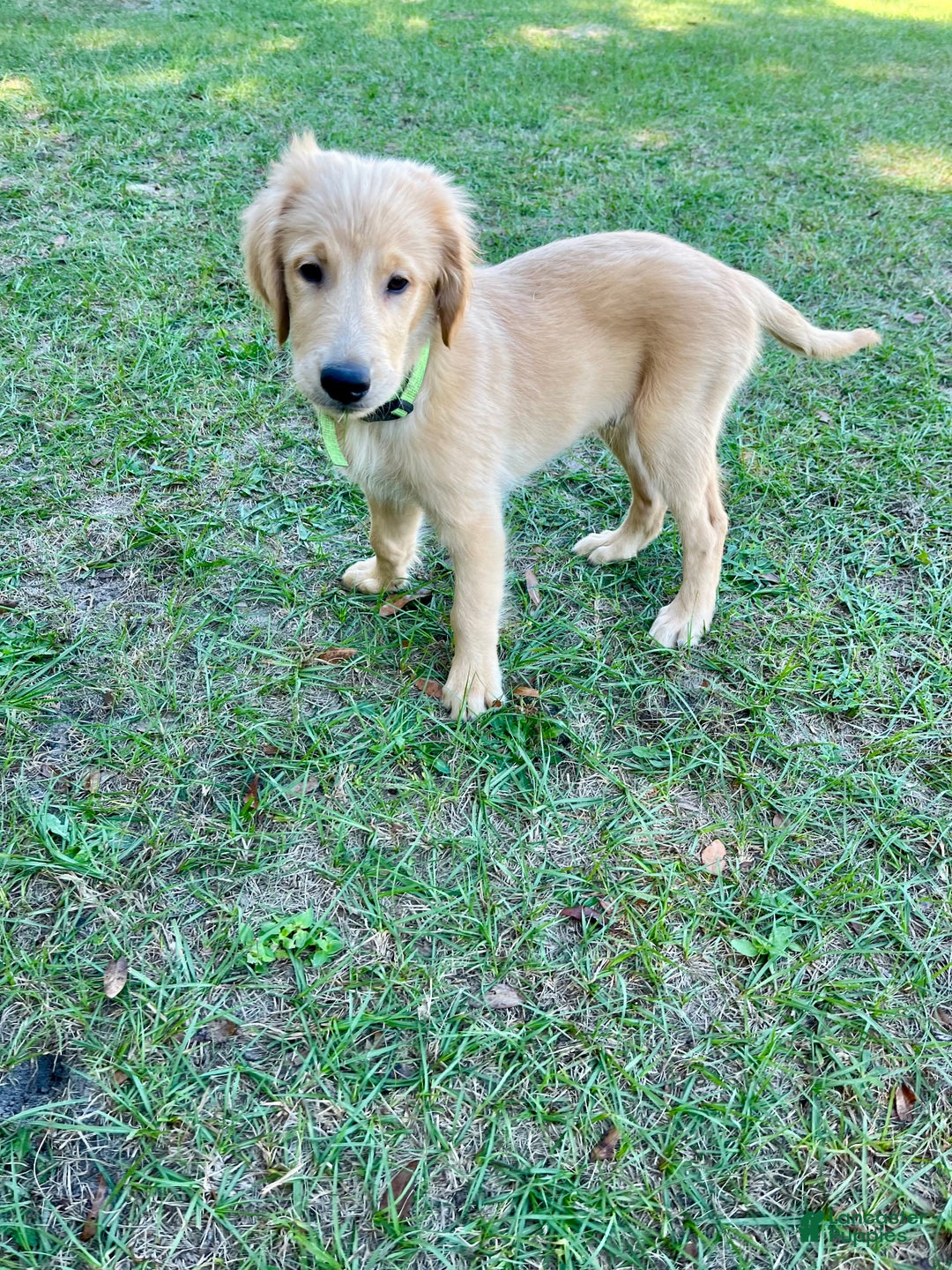 Golden Retriever dogs for sale: Golden Retriever Puppy 2 - Ad 3