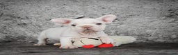 French Bulldog dogs for sale: Latte - Ad 7