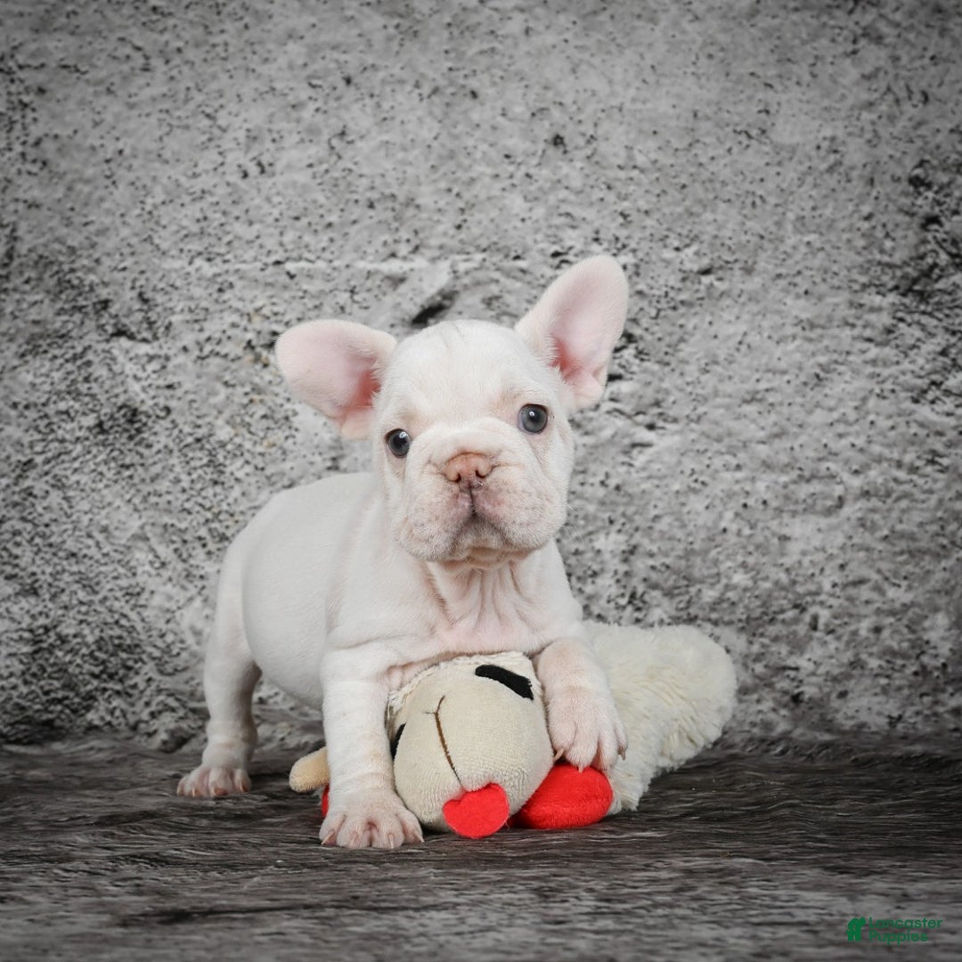 French Bulldog dogs for sale: Latte - Ad 7