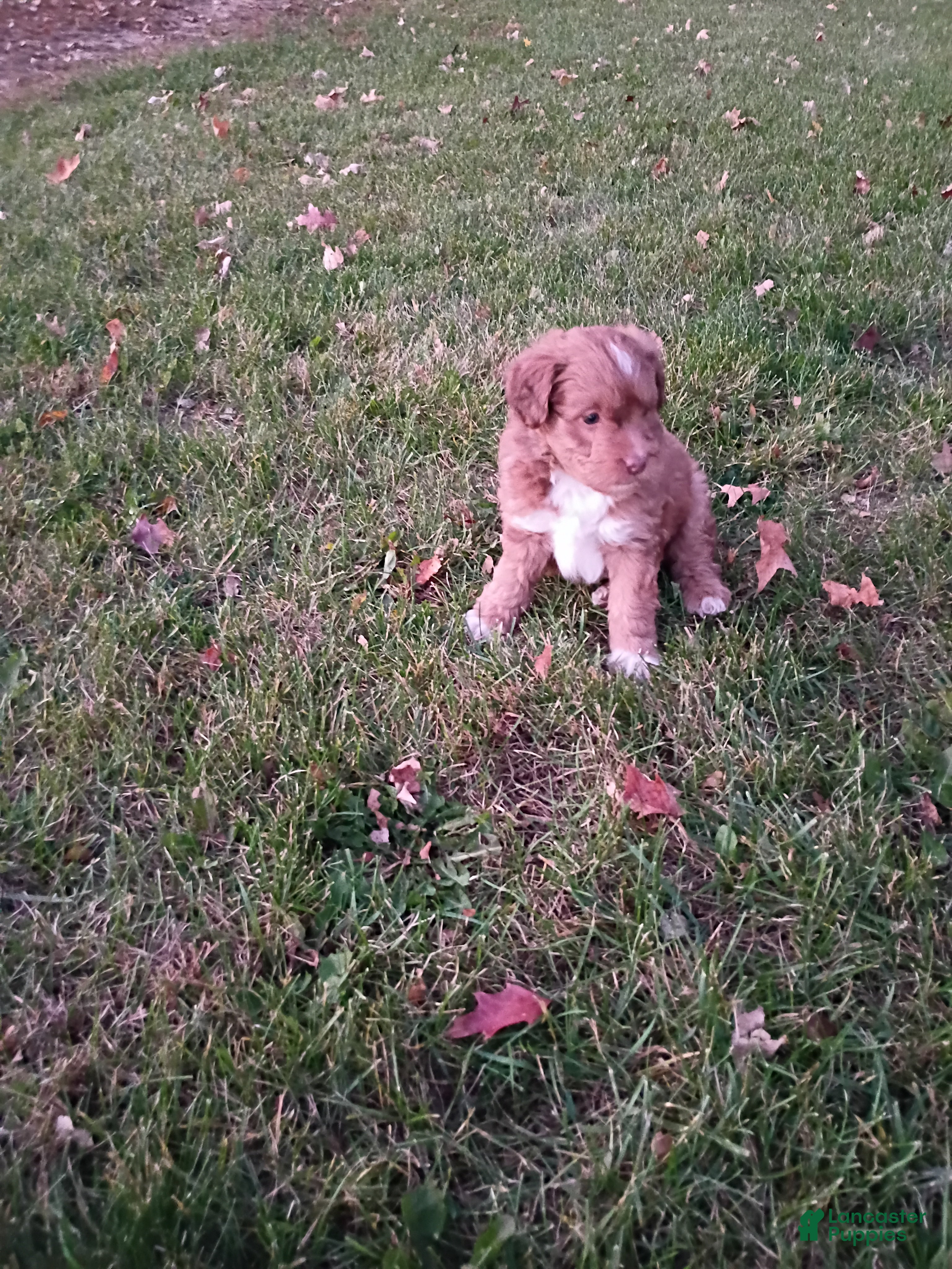 Mini Aussiedoodle dogs Mocha  - Ad 1