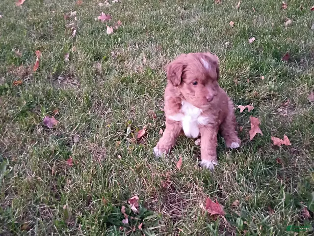 Mini Aussiedoodle dogs for sale: Mocha - Ad 1