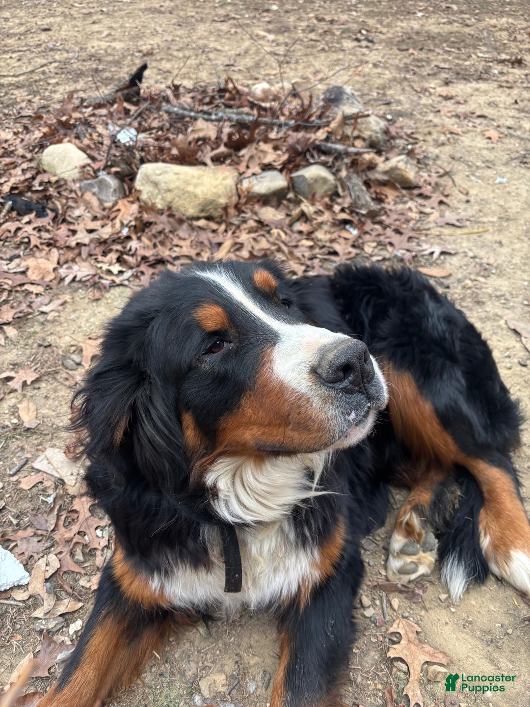 Mixed Breed dogs for sale: Tibetan Mastiff/Bernese Mountain Dog Male 2 - Ad 16