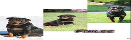 Rottweiler dogs for sale: FinLee - Ad 1