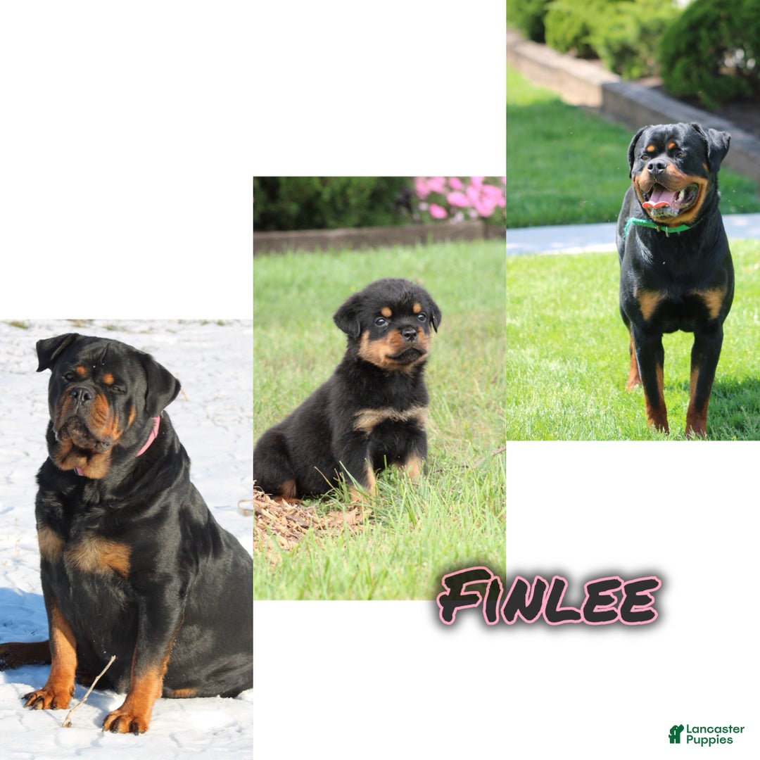 Rottweiler dogs for sale: FinLee - Ad 1