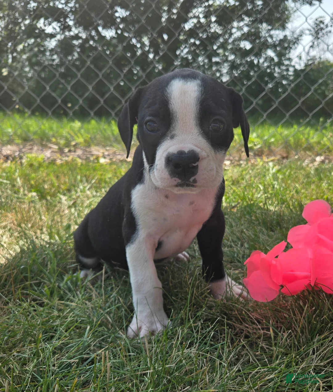 Olde English Bulldogge dogs for sale: Alice - Ad 5
