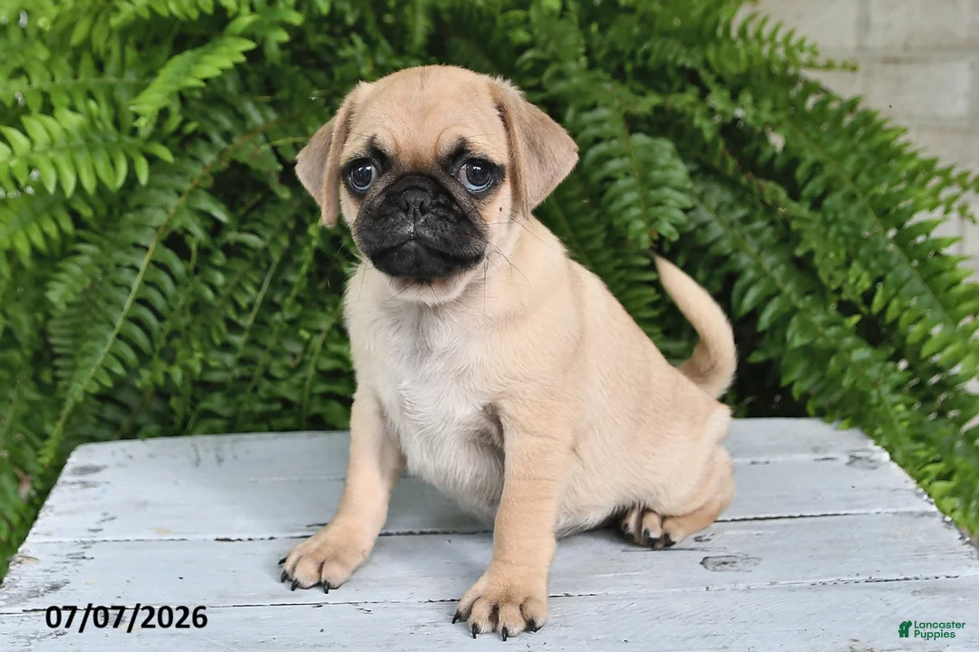 Pug dogs for sale: Emerson - Ad 2