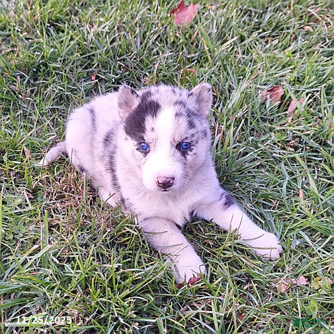 Gerberian Shepsky dogs for sale: Chief - Ad 3