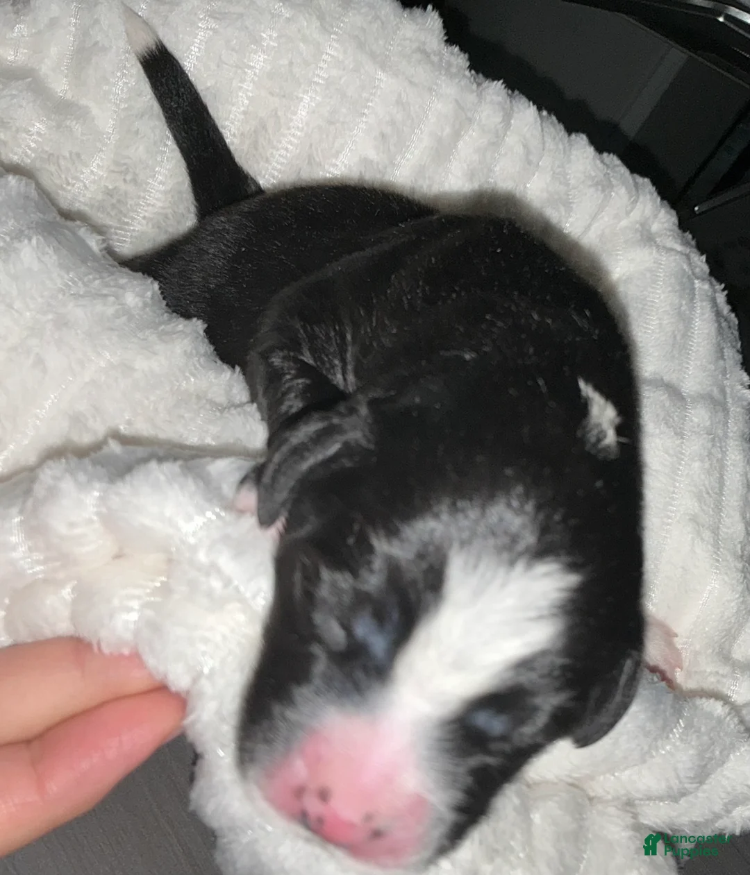 Bernedoodle dogs for sale: Santo Jr - Ad 2