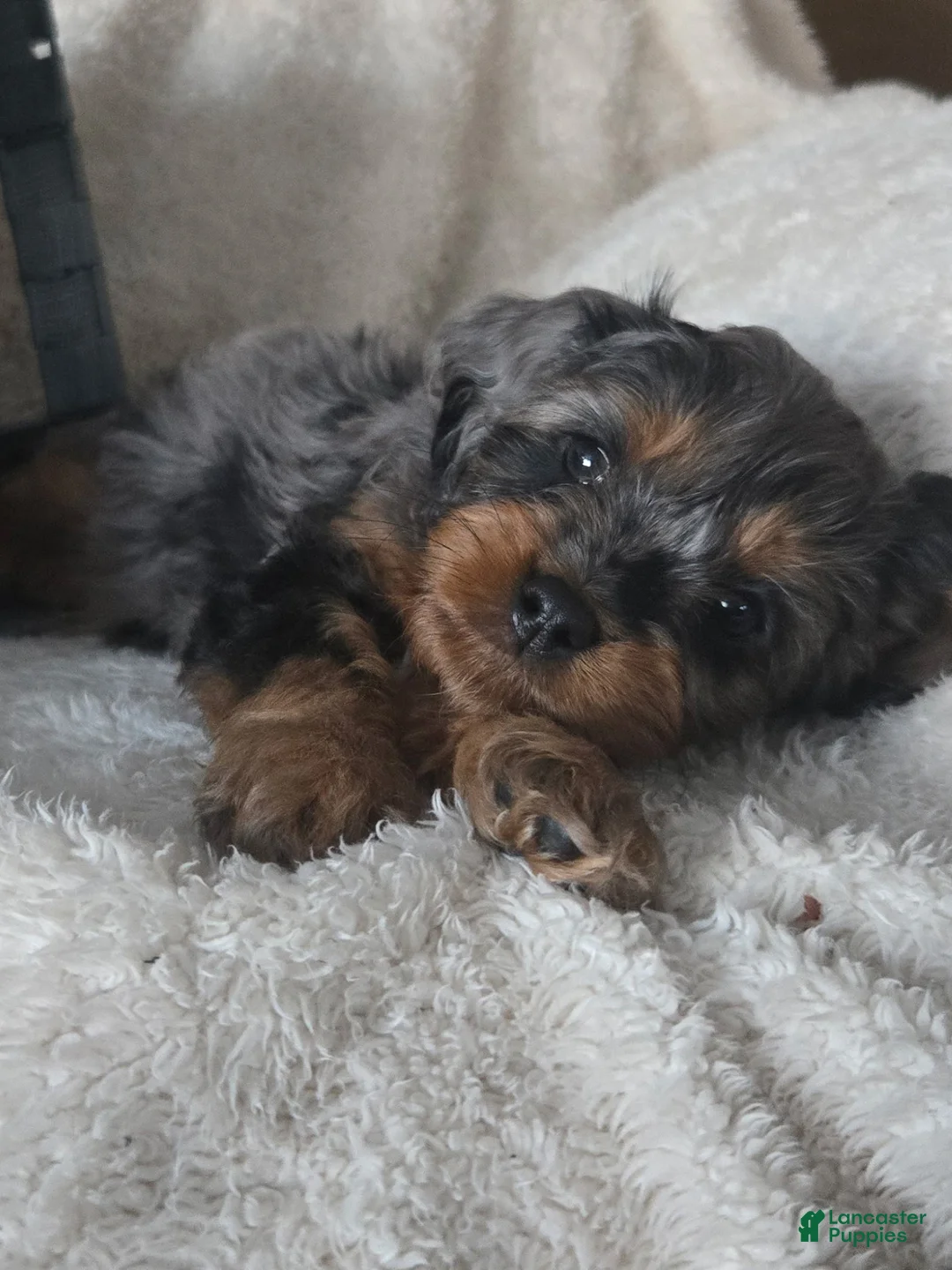 Cavapoo dogs for sale: Rocky - Ad 2