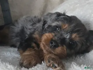 Cavapoo dogs Rocky - Ad 4