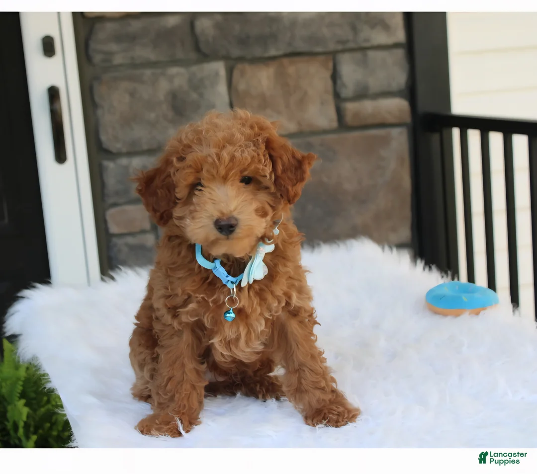 Bichpoo dogs for sale: Flynn  - Ad 1