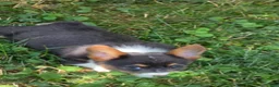 Welsh Corgi Pembroke dogs for sale: Lynx the low rider  - Ad 10