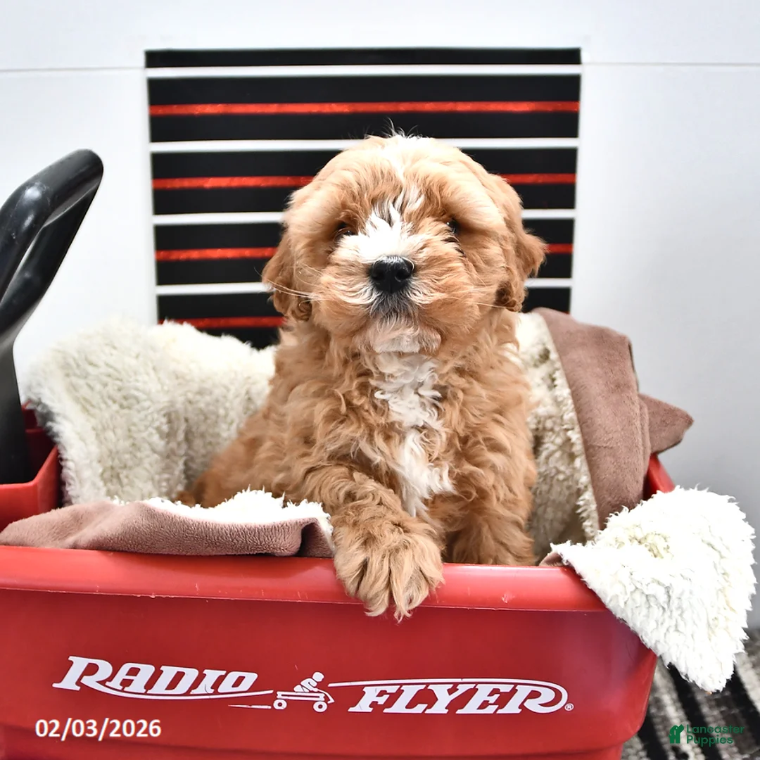 Cavapoo dogs for sale: Sport - Ad 3