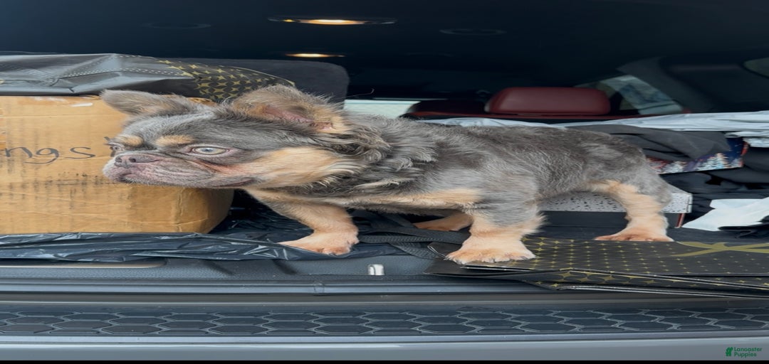 Gallery Image {{count}}