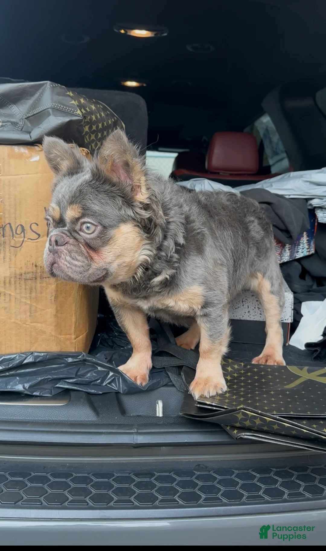 Gallery Image {{count}}