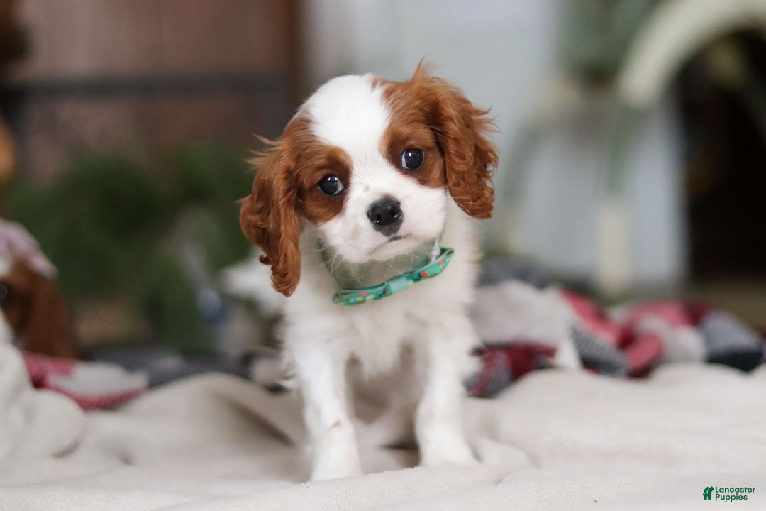 Cavalier King Charles Spaniel dogs for sale: Landon - Ad 11